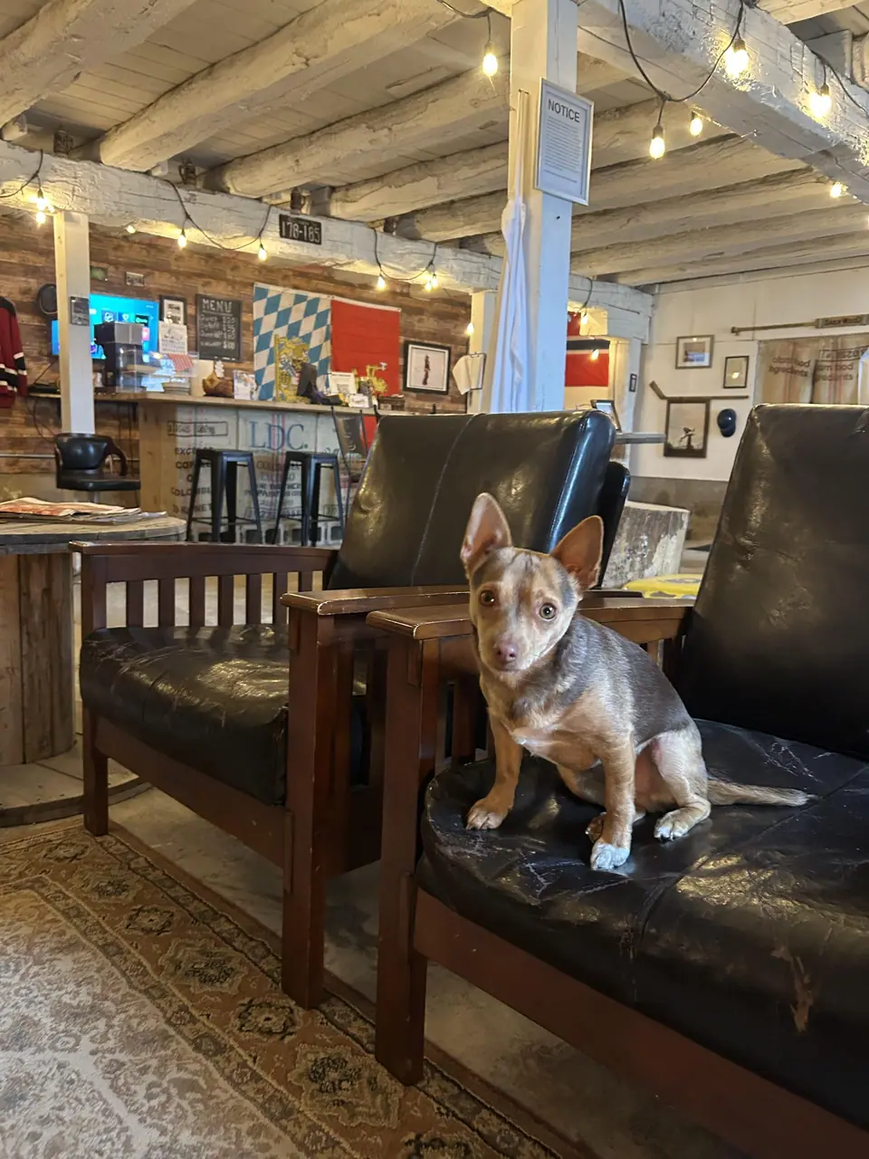 bean in the skeller